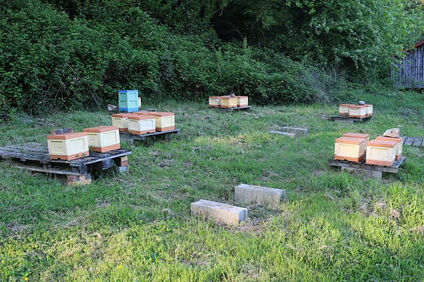 Installation du premier rucher de fécondation