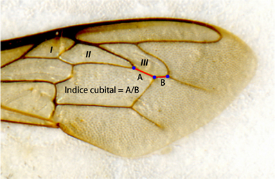 points de mesure de l'indice cubital d'une aile d'abeille