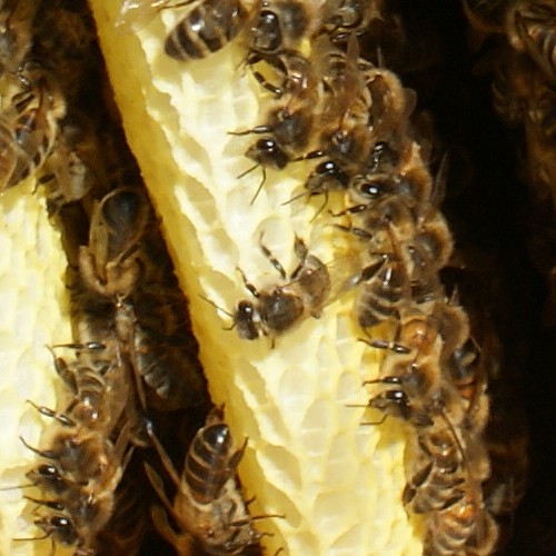 You are currently viewing Une ruche en paille peuplée