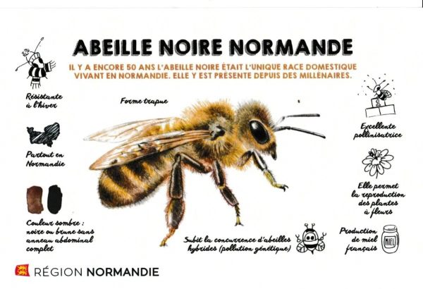 Achat de reines - Conservatoire Abeille Noire CETA ANO